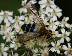 Leucozona glaucia (Linnaeus 1758) resmi