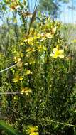 Image of Atlantic St. John's-Wort