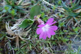 Image of Primula clusiana Tausch