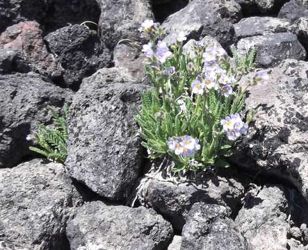 Image of elegant Jacob's-ladder