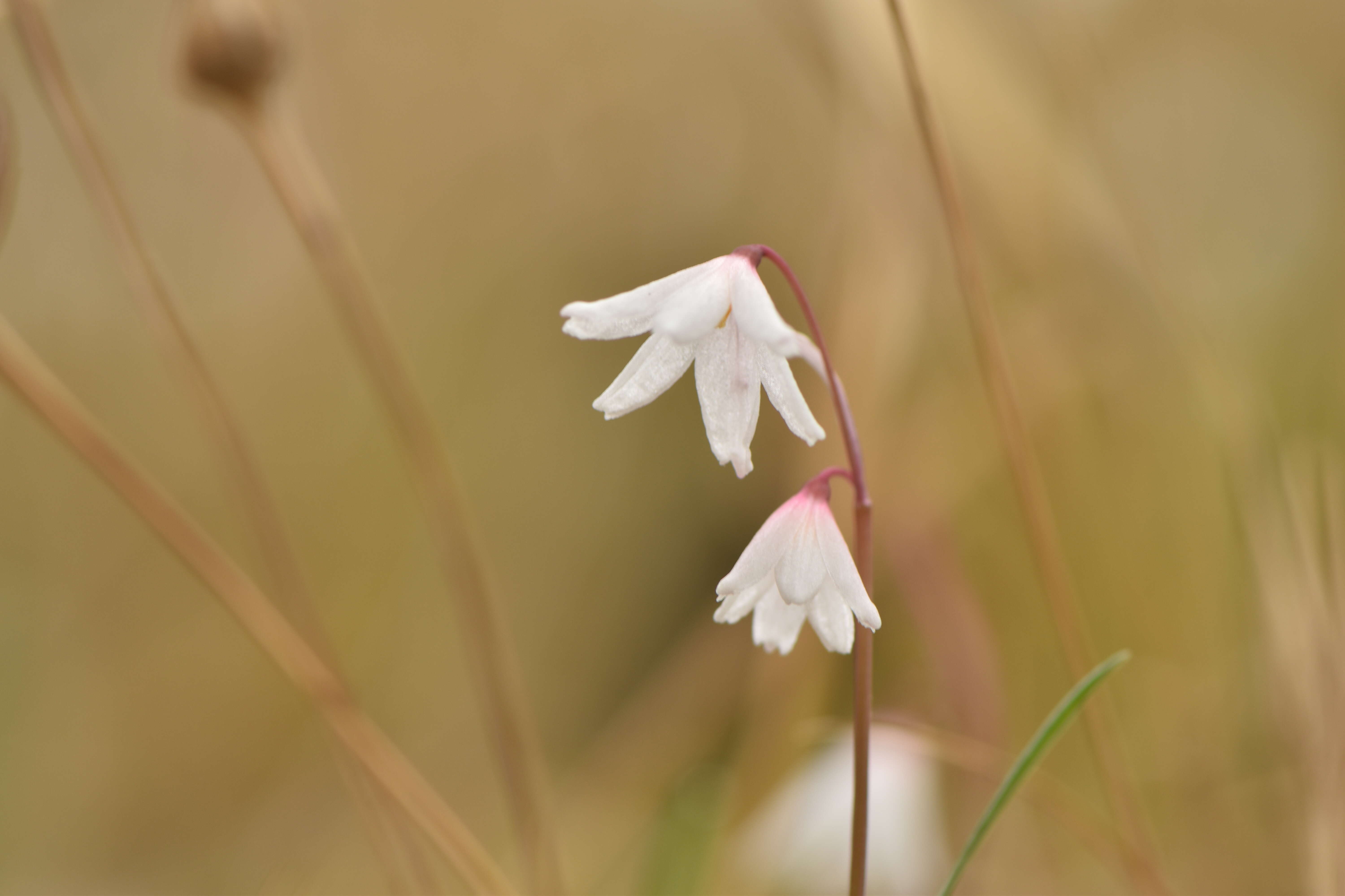 Слика од Acis autumnalis (L.) Sweet