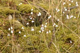 Слика од Acis autumnalis (L.) Sweet