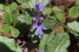 Слика од Ajuga decumbens Thunb.