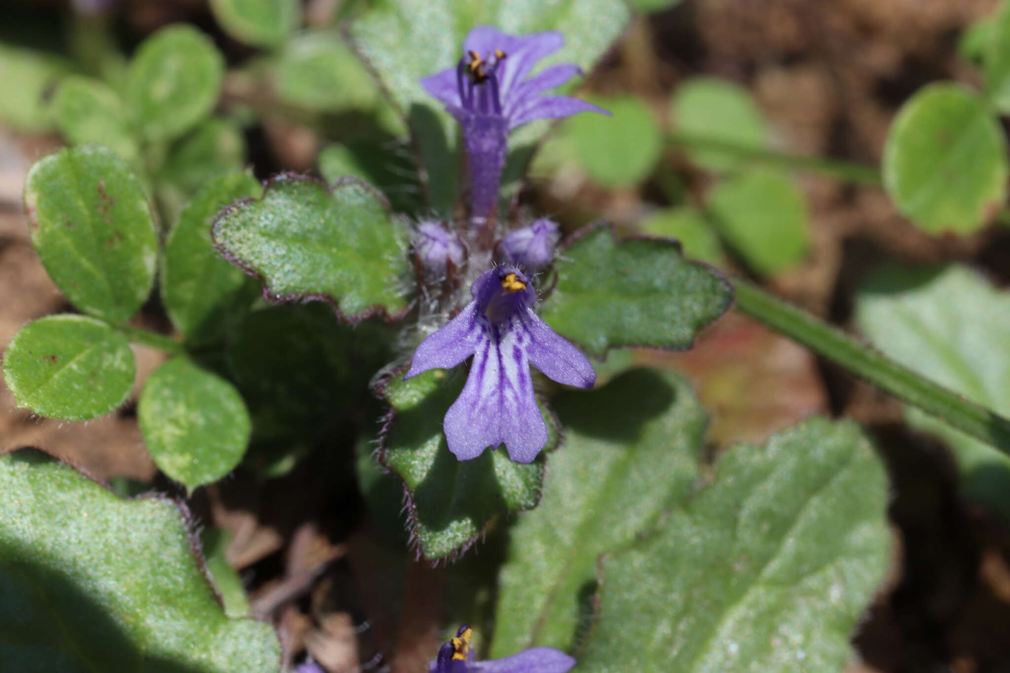 Image of Ajuga decumbens Thunb.