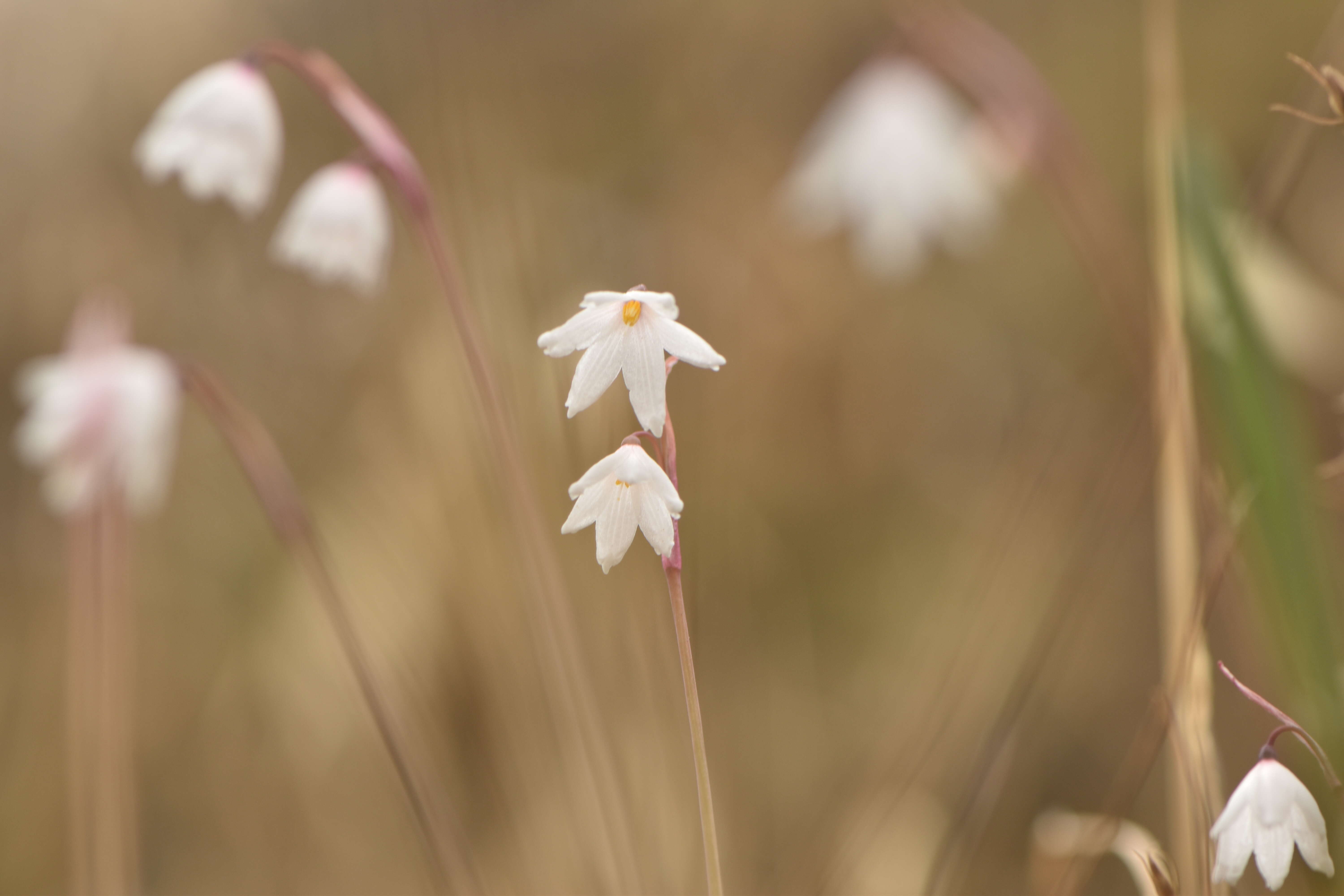 Слика од Acis autumnalis (L.) Sweet