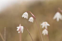 Слика од Acis autumnalis (L.) Sweet