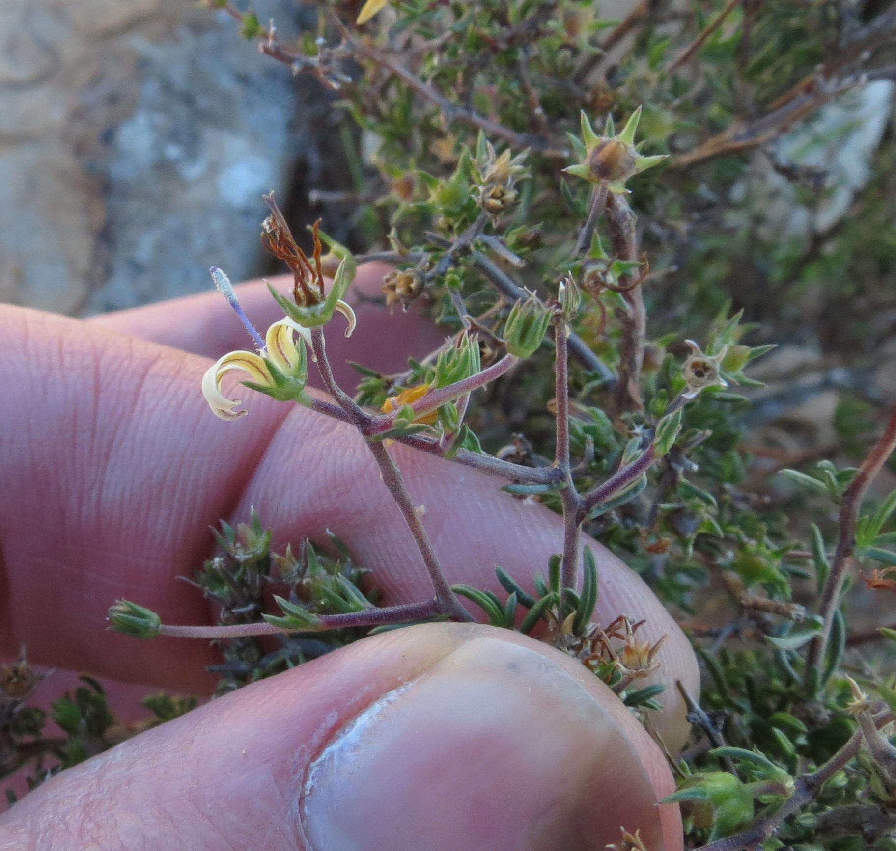 صورة Wahlenbergia nodosa (H. Buek) Lammers