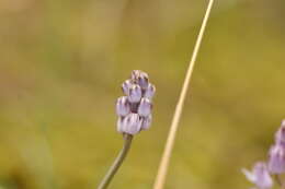 Imagem de Prospero autumnale (L.) Speta