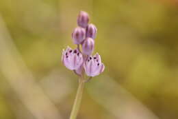 Image of autumn squill