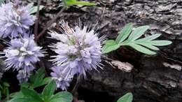 Image of Dwarf or Ballhead Waterleaf