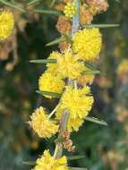 Слика од Acacia acuaria W. Fitzg.