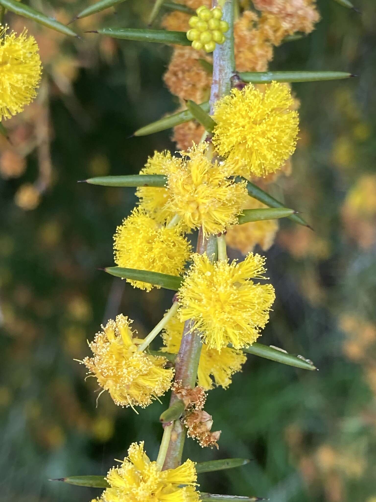 Слика од Acacia acuaria W. Fitzg.