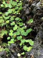 Image de Begonia fenicis Merr.