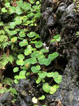 Image of Begonia fenicis Merr.