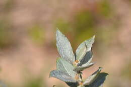 Imagem de Salix cordata Michx.