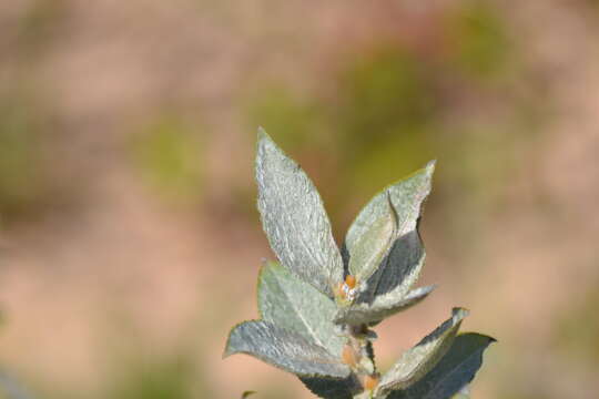 Imagem de Salix cordata Michx.