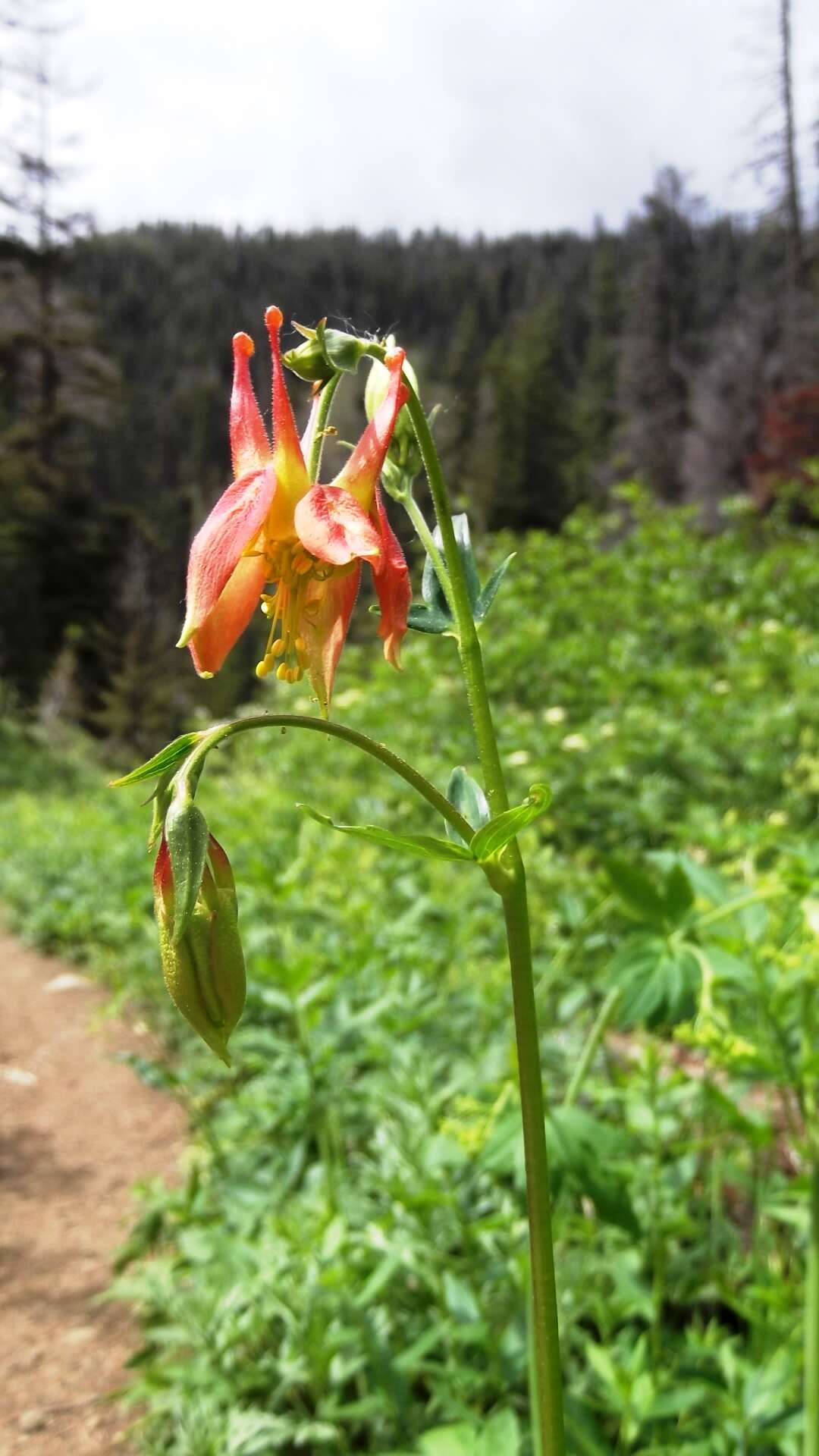 Image of western columbine