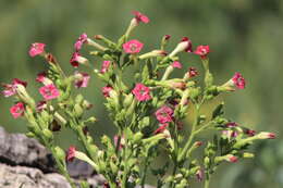 Image of cultivated tobacco