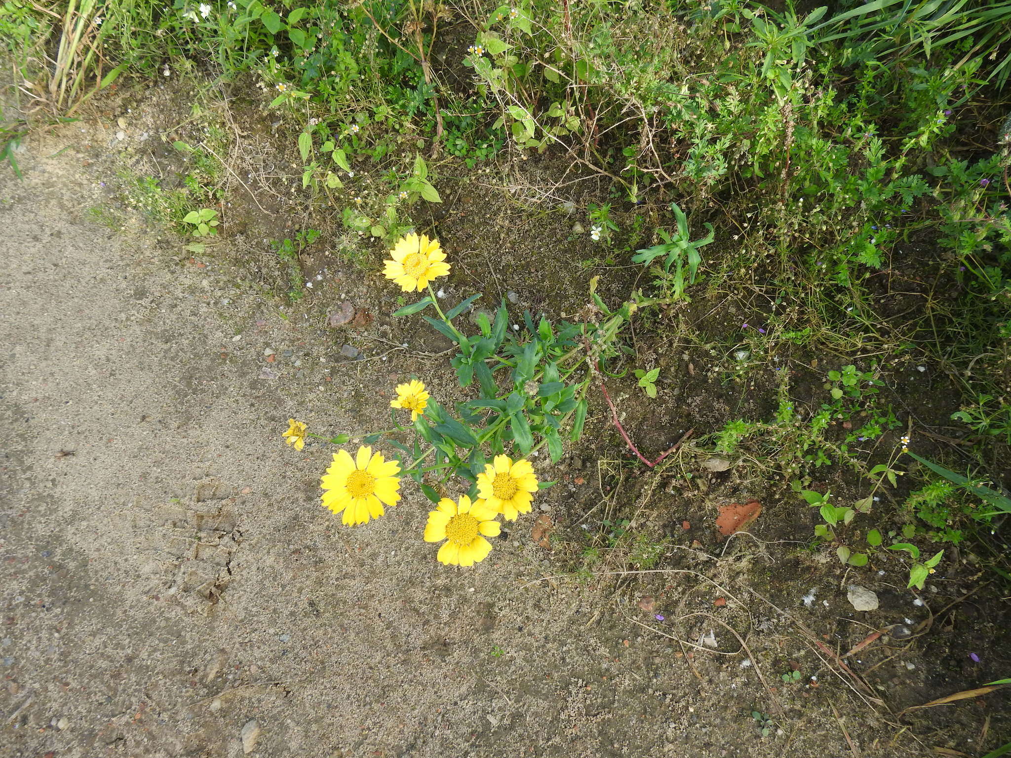 Glebionis segetum (L.) Fourr. resmi