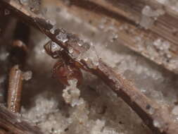 Image of Cobweb weaver