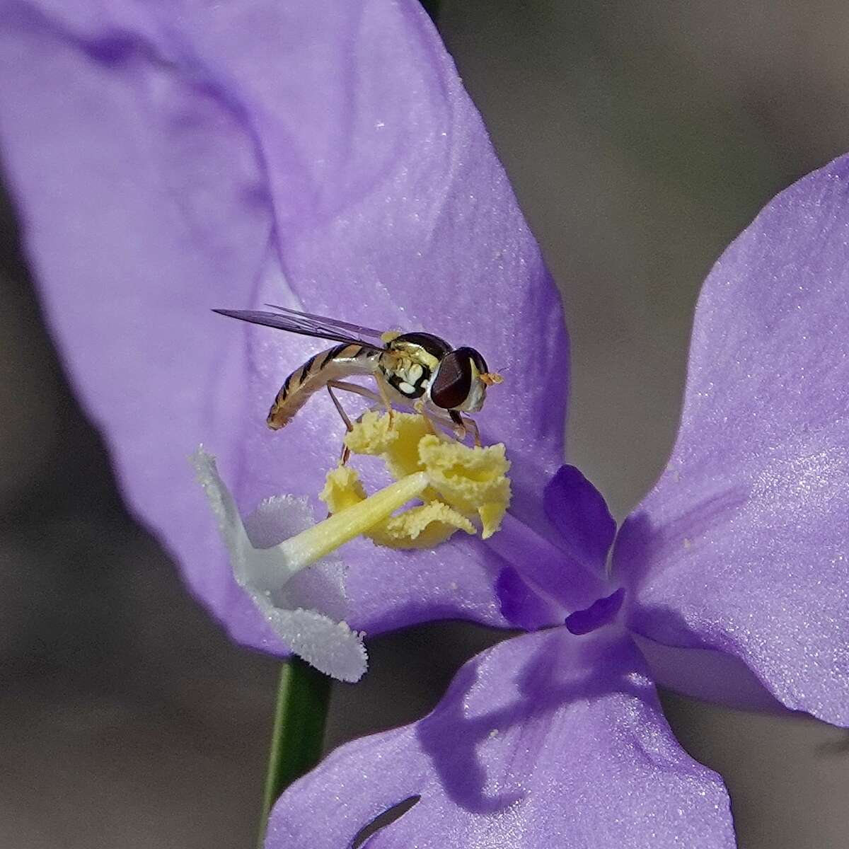 Image of Sphaerophoria macrogaster (Thomson 1869)