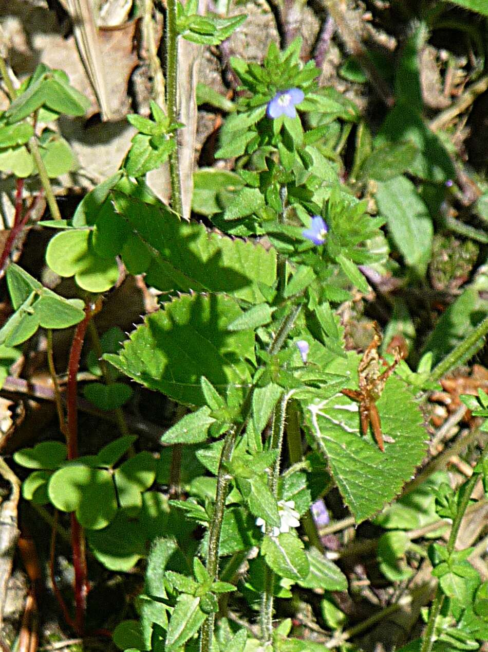 Image of common speedwell