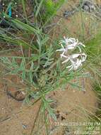 Image of Pelargonium auritum subsp. carneum (Harv.) J. J. A. V. D. Walt