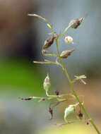 Image of hairy alumroot