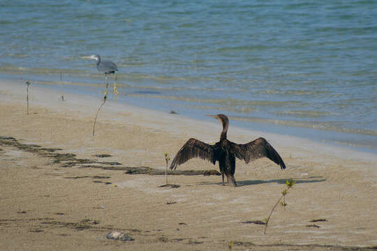 Image of Socotra Cormorant