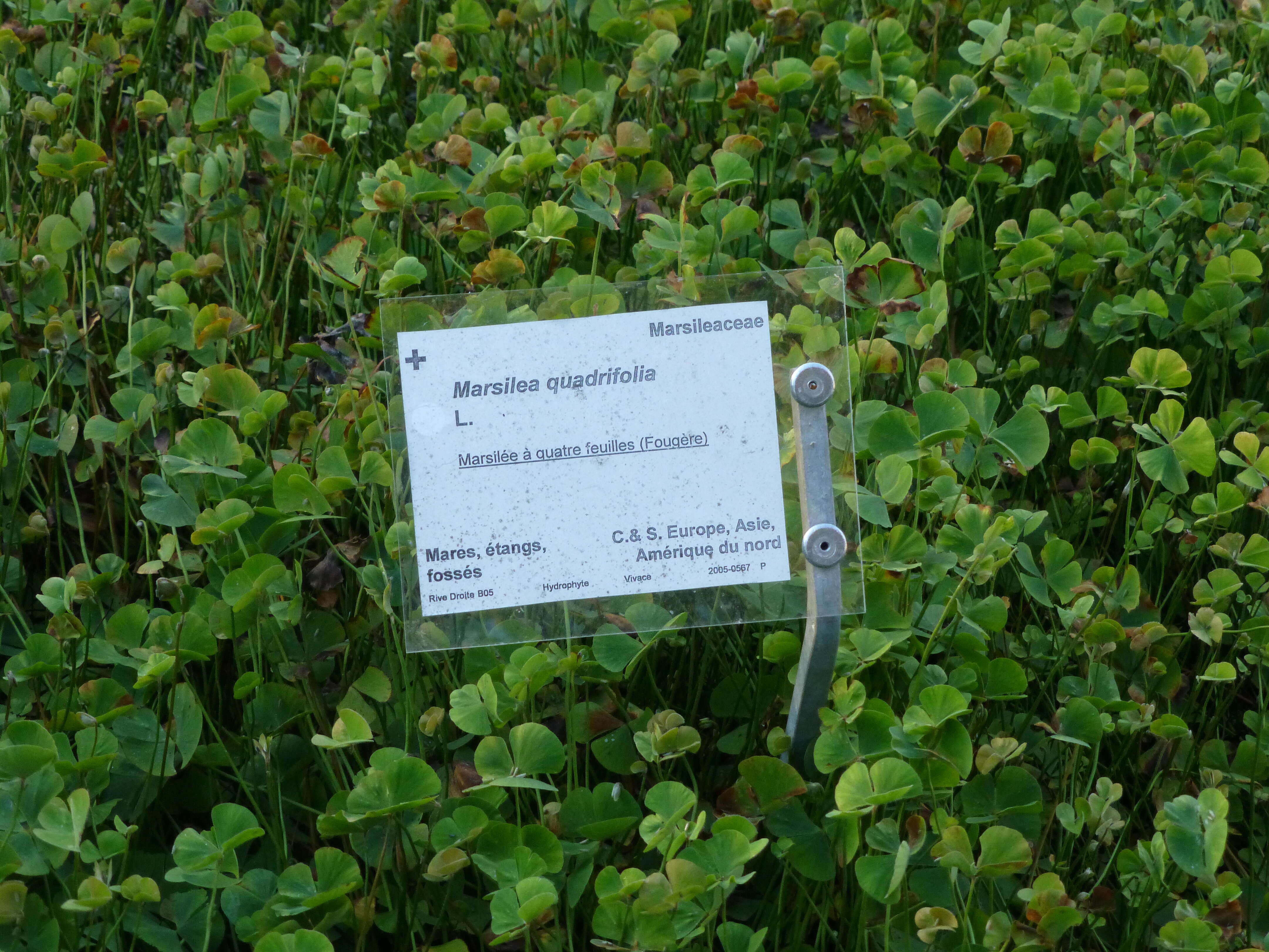 Plancia ëd Marsilea quadrifolia L.