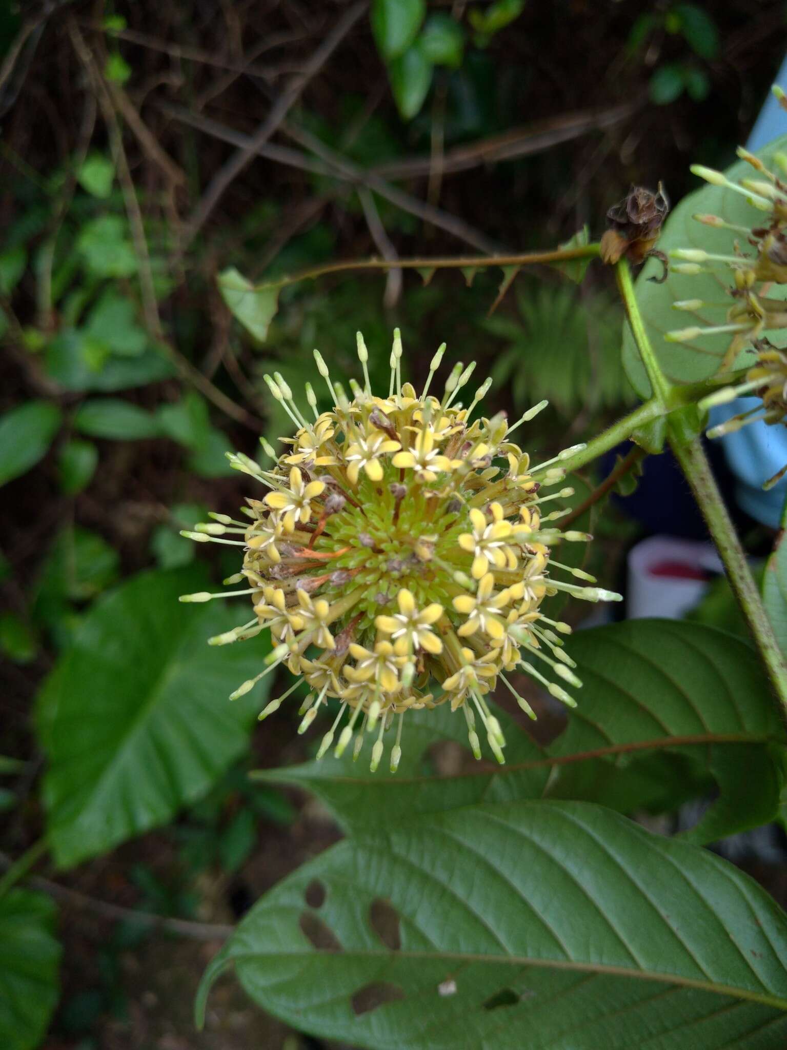 Image of Uncaria hirsuta Havil.