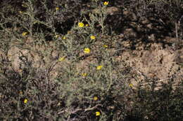 Image of Osteospermum spinosum L.