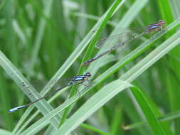 Image de Mesamphiagrion laterale (Selys 1876)