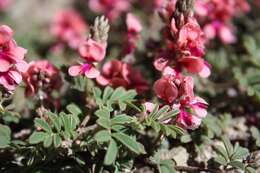 Plancia ëd Indigofera alternans DC.