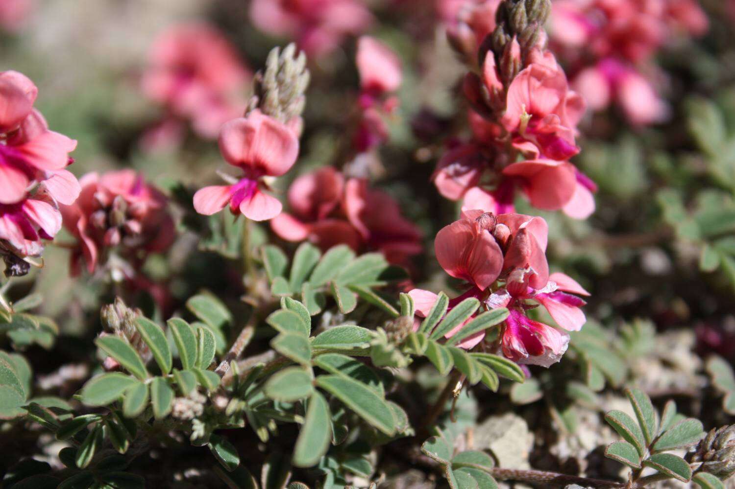 Plancia ëd Indigofera alternans DC.