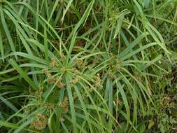 Sivun Cyperus alternifolius L. kuva