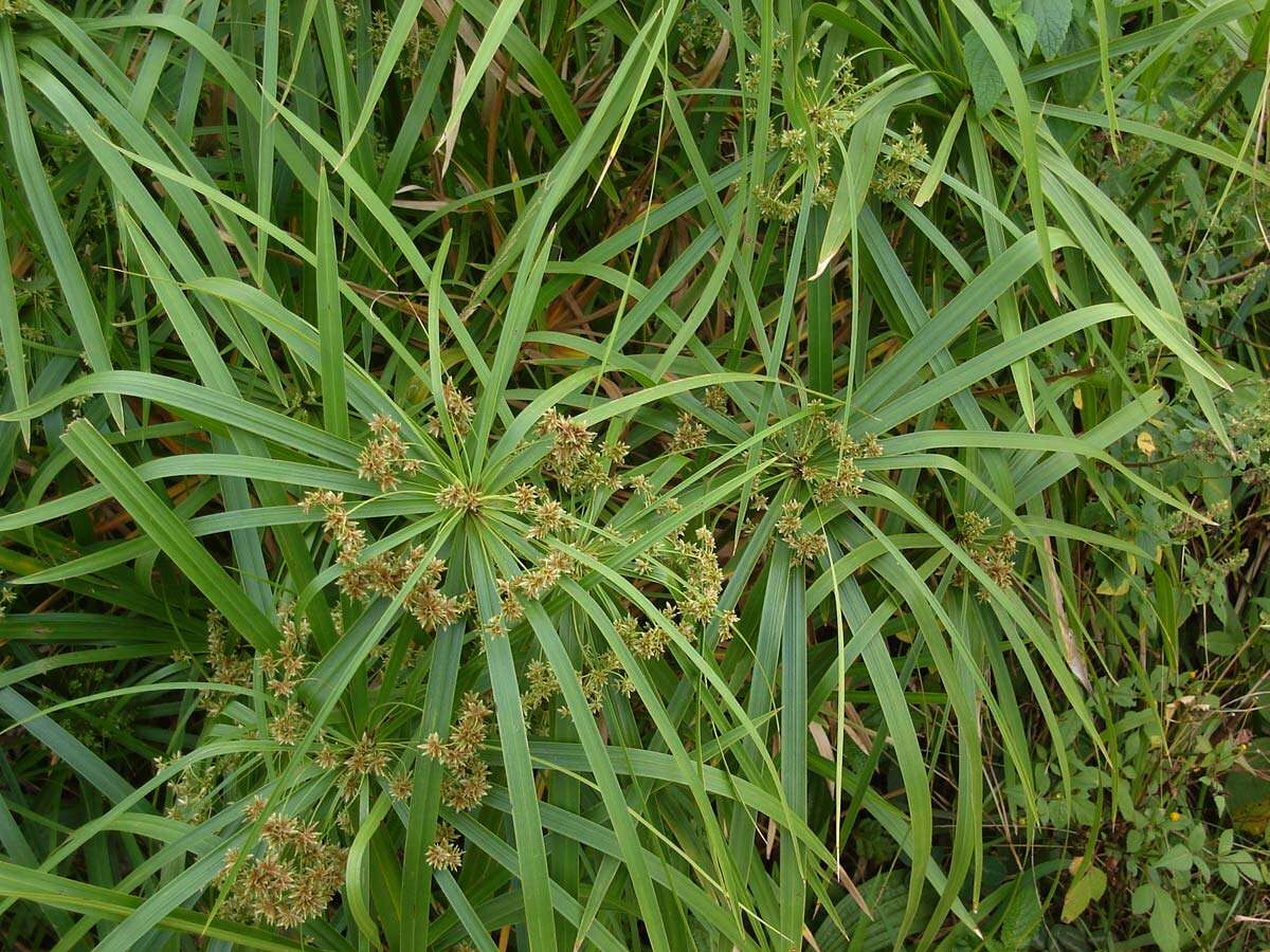 Sivun Cyperus alternifolius L. kuva