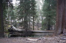 Слика од Sequoiadendron