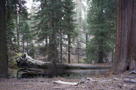 Image of giant sequoia