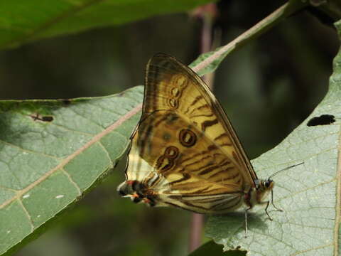 صورة Morpho sulkowskyi Kollar 1850