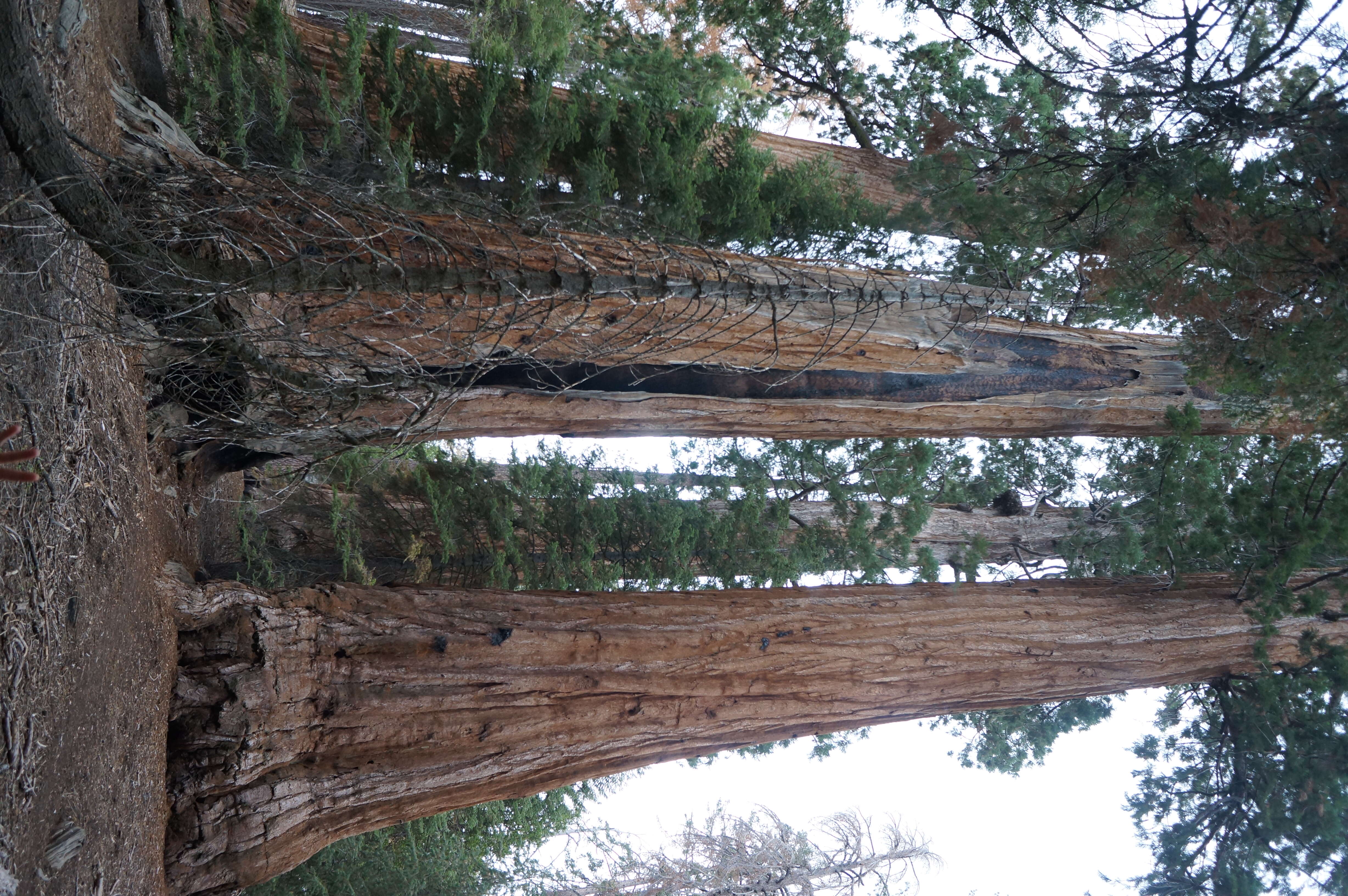 Image of giant sequoia