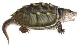 Imagem de Macrochelys