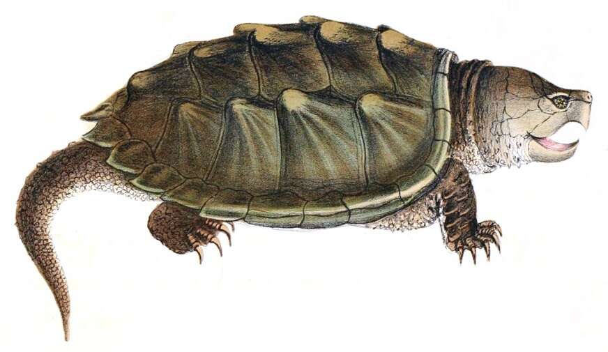 Imagem de Macrochelys