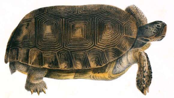 Image of (Florida) Gopher Tortoise