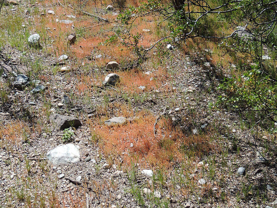 Image of sand pygmyweed