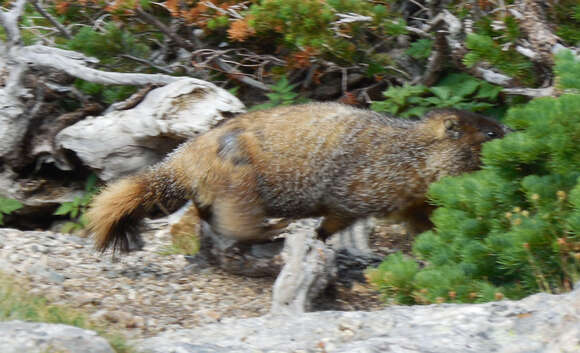 Imagem de Marmota subgen. Petromarmota Steppan et al. 1999