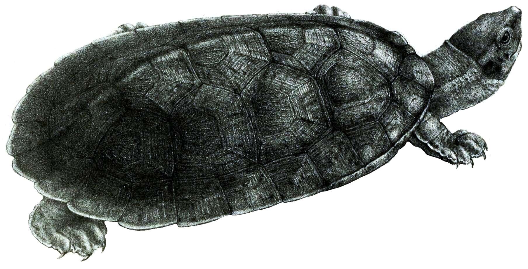 Image of river turtles