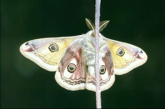 Image of Saturnia subgen. Eudia Jordan 1911