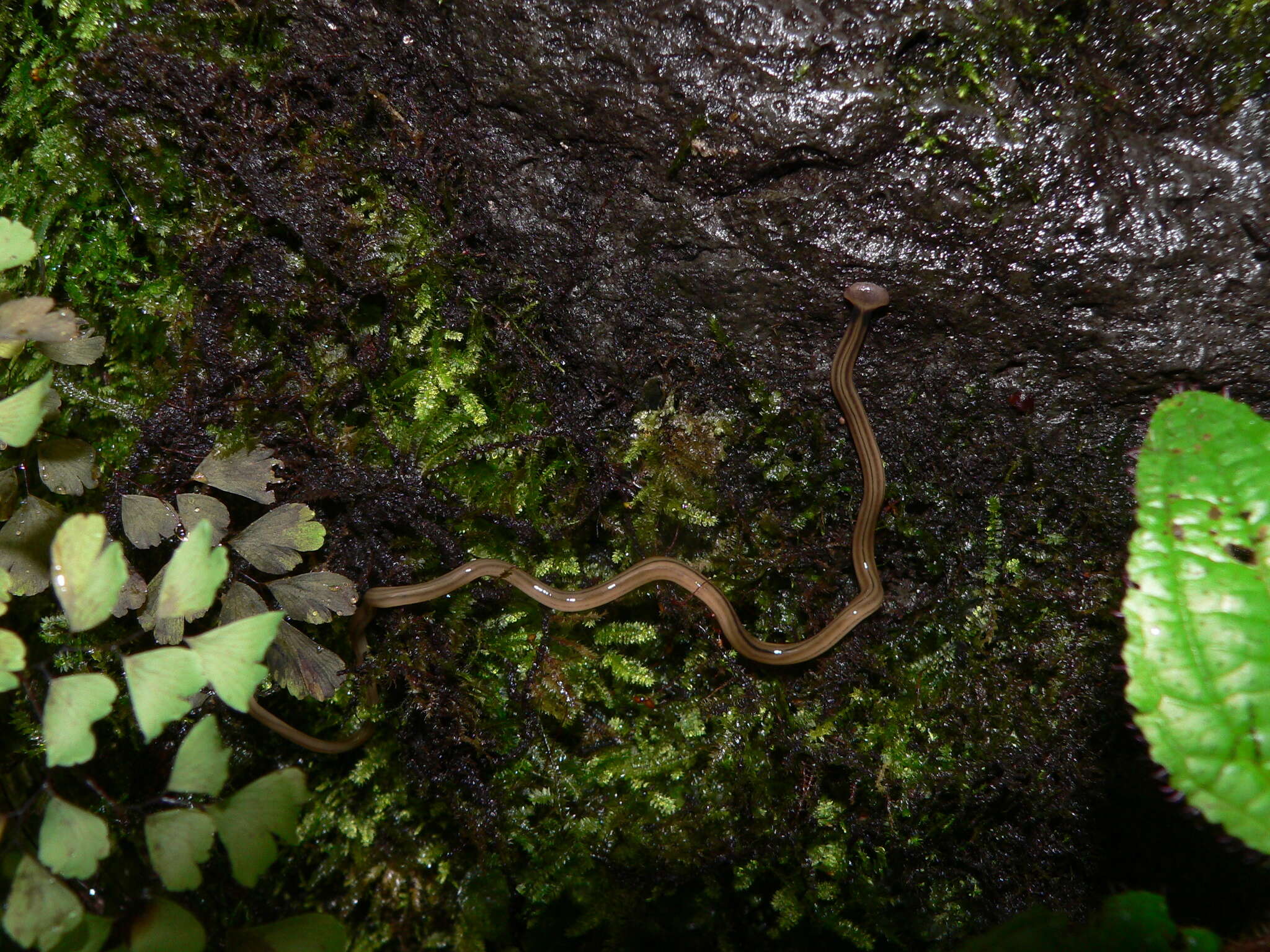 Image of Flatworm