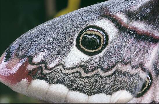 Image of Saturnia subgen. Eudia Jordan 1911